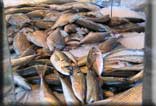 Ferienhuser in der Bretagne Spezialitten der Bretagne  - Frischer Fisch