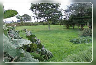 Ferienhuser Bretagne in Plouguerneau mit Hund  Bild 05